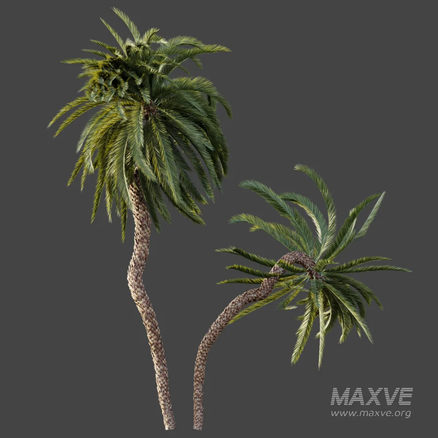 AV Plant Macrozamia Moorei Palm Tree 01 - Image 6