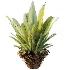 AV Plant Neottopteris Nidus 6 Palm Bush 01 - Thumbnail 1