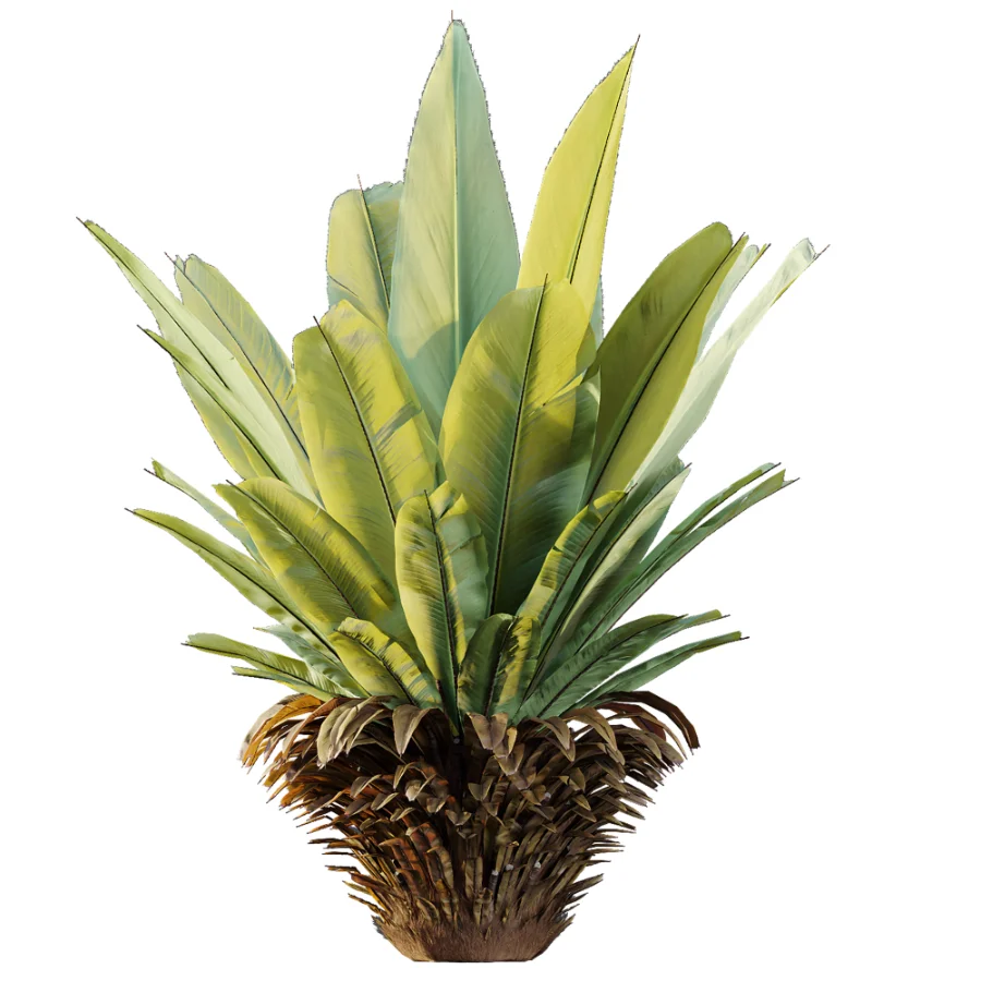 AV Plant Neottopteris Nidus 6 Palm Bush 01 - Image 1
