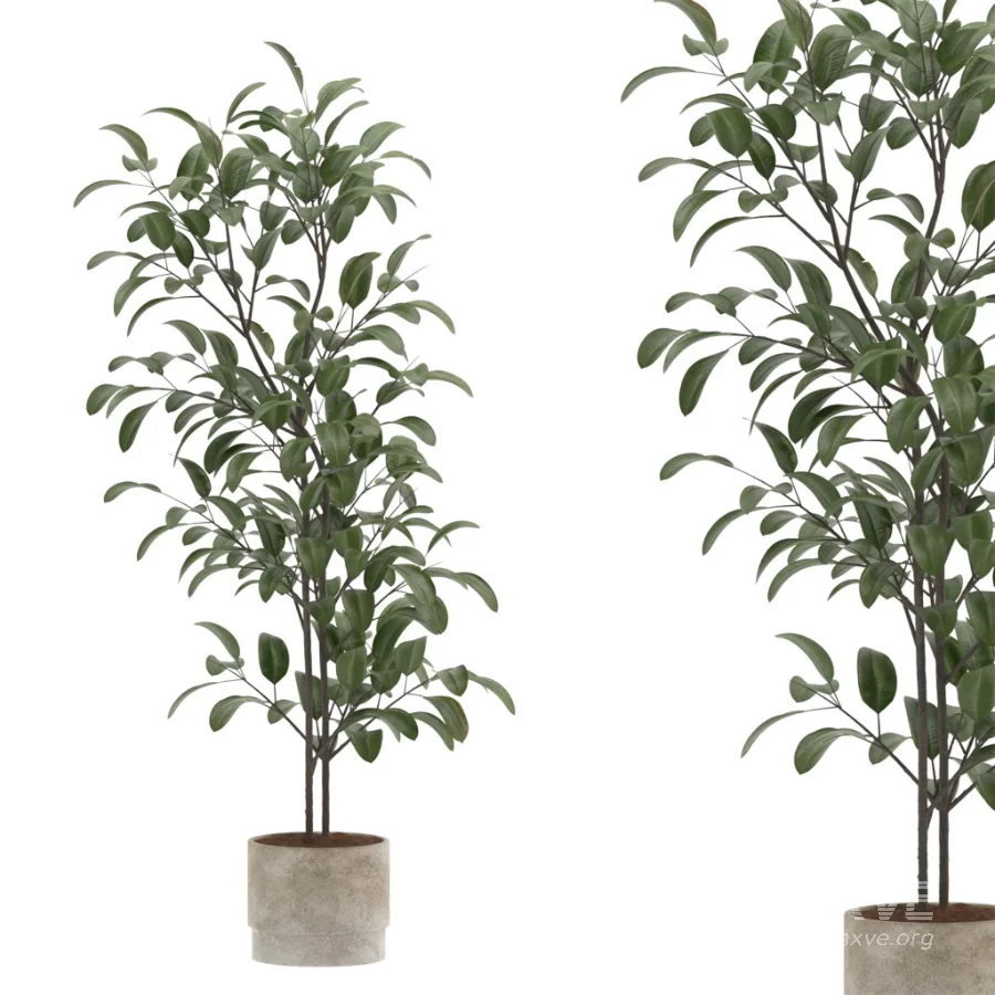Ficus Benjamina Indoor Plant-set-023 - Image 3