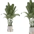 Strelitzia Nicolai Bird Of Paradise Indoor Plant 019 - Thumbnail 2
