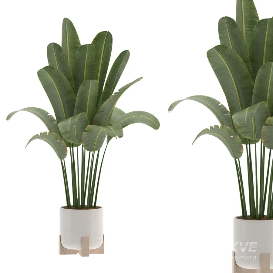 Strelitzia Nicolai Bird Of Paradise Indoor Plant 019 - Image 2