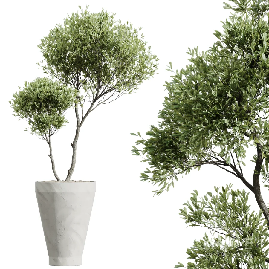 AV Indoor Plants Set 526 Aspidistra Elatior Olive Ficus Palm - Image 4