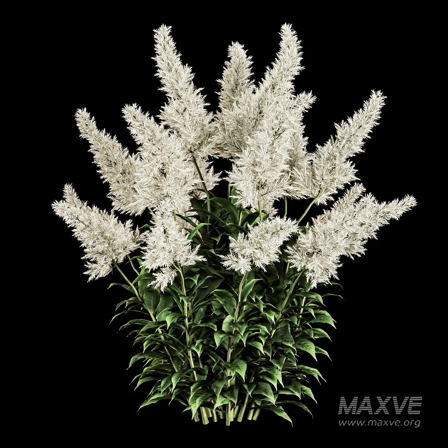 Astilbe Garden Plant Collection - Image 1
