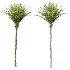 AV Plant Phoenix Canariensis Palm Tree 01 - Thumbnail 3