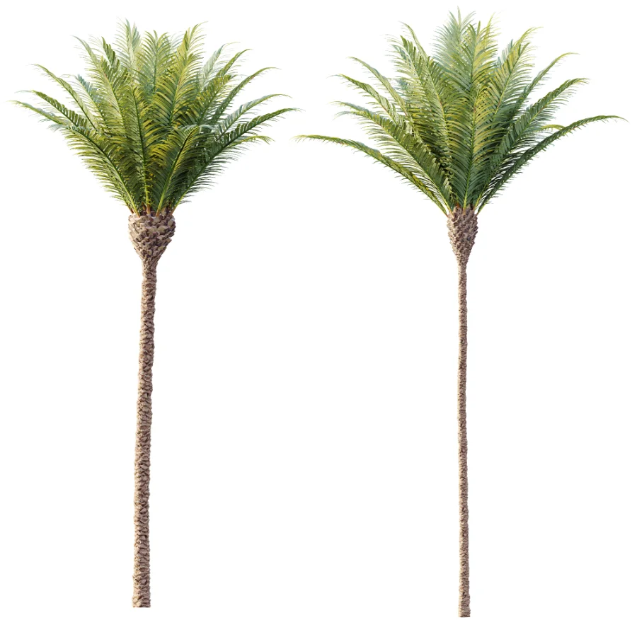 AV Plant Phoenix Canariensis Palm Tree 01 - Image 3