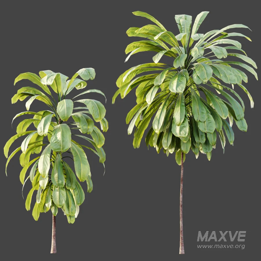 AV Plant Cordyline Petiolaris 6 Palm Tree 01 - Image 6