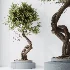 AV Indoor Plants Set 619 Elegant Monstera and Ficus Microcarpa Bonsai and Ficus Cyathistipula and Cat Reed Palm - Thumbnail 1