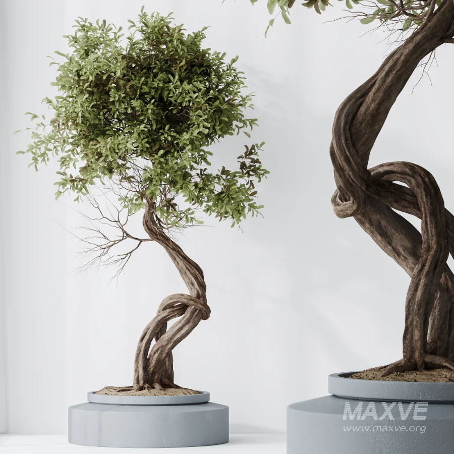 AV Indoor Plants Set 619 Elegant Monstera and Ficus Microcarpa Bonsai and Ficus Cyathistipula and Cat Reed Palm - Image 1