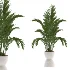 Areca Palm Dypsis Lutescens Indoor Plant - Thumbnail 2