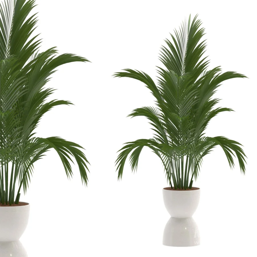 Areca Palm Dypsis Lutescens Indoor Plant - Image 2