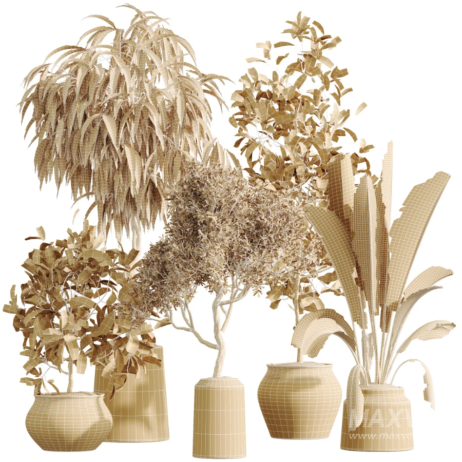 AV Indoor Plants Set 611 Banana Olive Briful Pachira Ficus Binnendijkii - Image 7