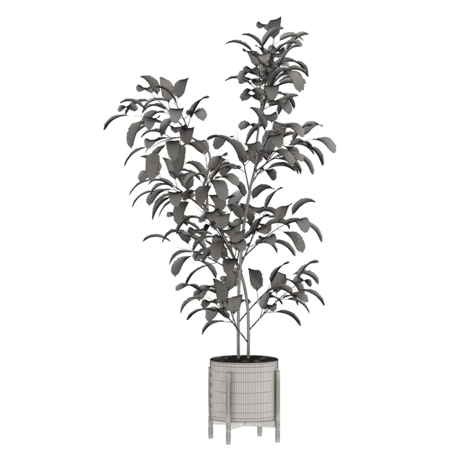 Ficus Benjamina Indoor Plant-set-026 - Image 2