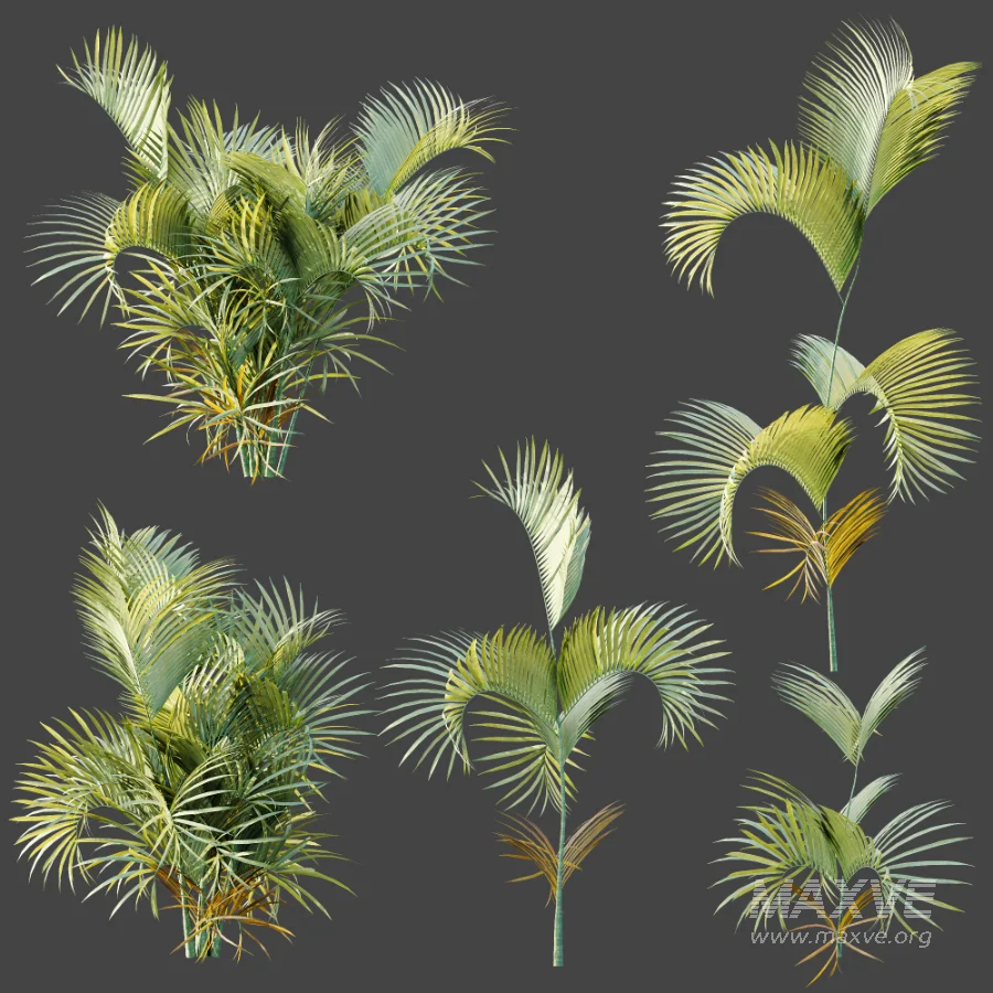 AV Plant Chrysalidocarpus Lutescens Palm Bush 02 - Image 8