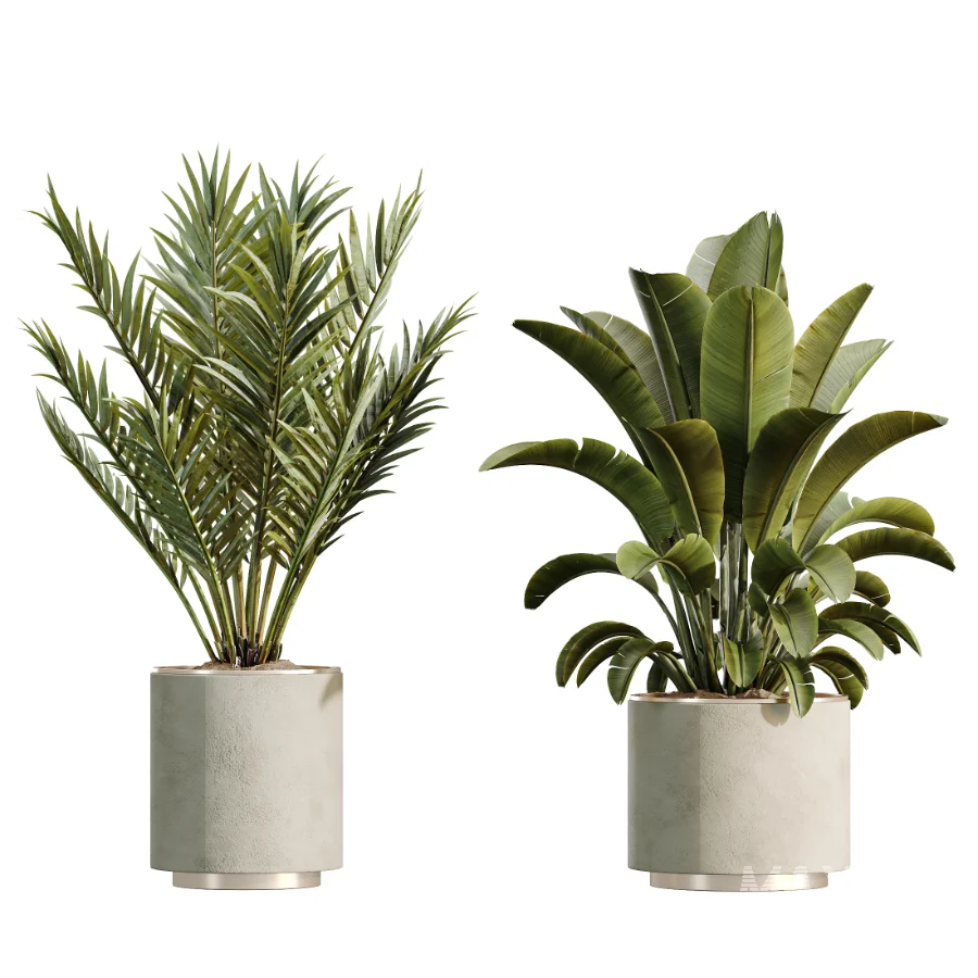 AV Indoor Plants Set 604 Banana Cyara Areca Palm Ficus microcarpa Olive - Image 6