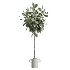 AV Indoor Plants Set 619 Elegant Monstera and Ficus Microcarpa Bonsai and Ficus Cyathistipula and Cat Reed Palm - Thumbnail 3