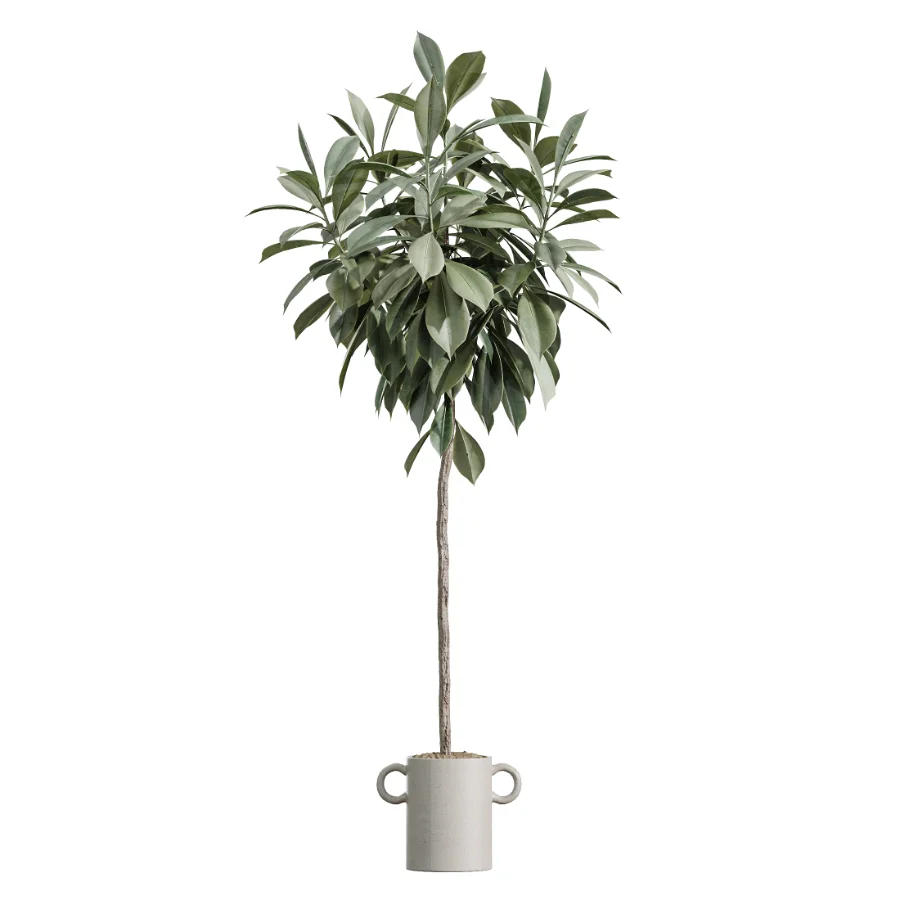 AV Indoor Plants Set 619 Elegant Monstera and Ficus Microcarpa Bonsai and Ficus Cyathistipula and Cat Reed Palm - Image 3