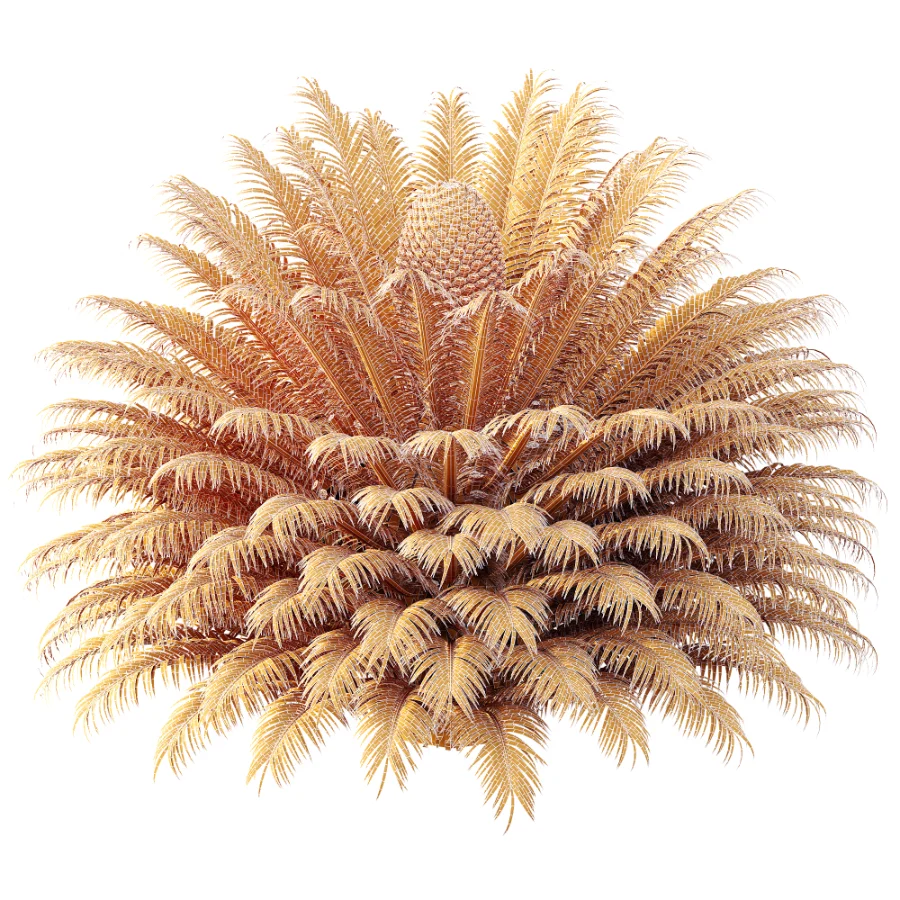 AV Plant Cycas Revoluta Palmfarn Palm Bush 02 - Image 8