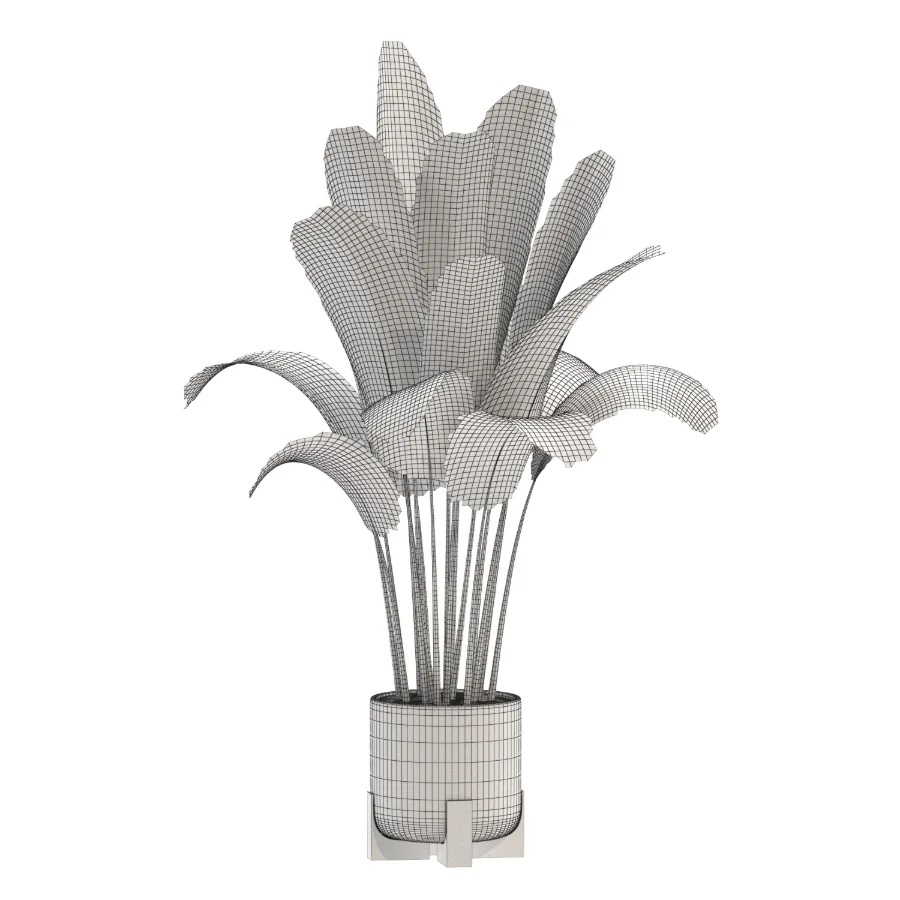 Strelitzia Nicolai Bird Of Paradise Indoor Plant 019 - Image 3