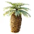 AV Plant Brainea Insignis Fern 6 Palm Tree 01 - Thumbnail 4