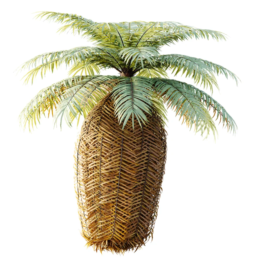 AV Plant Brainea Insignis Fern 6 Palm Tree 01 - Image 4