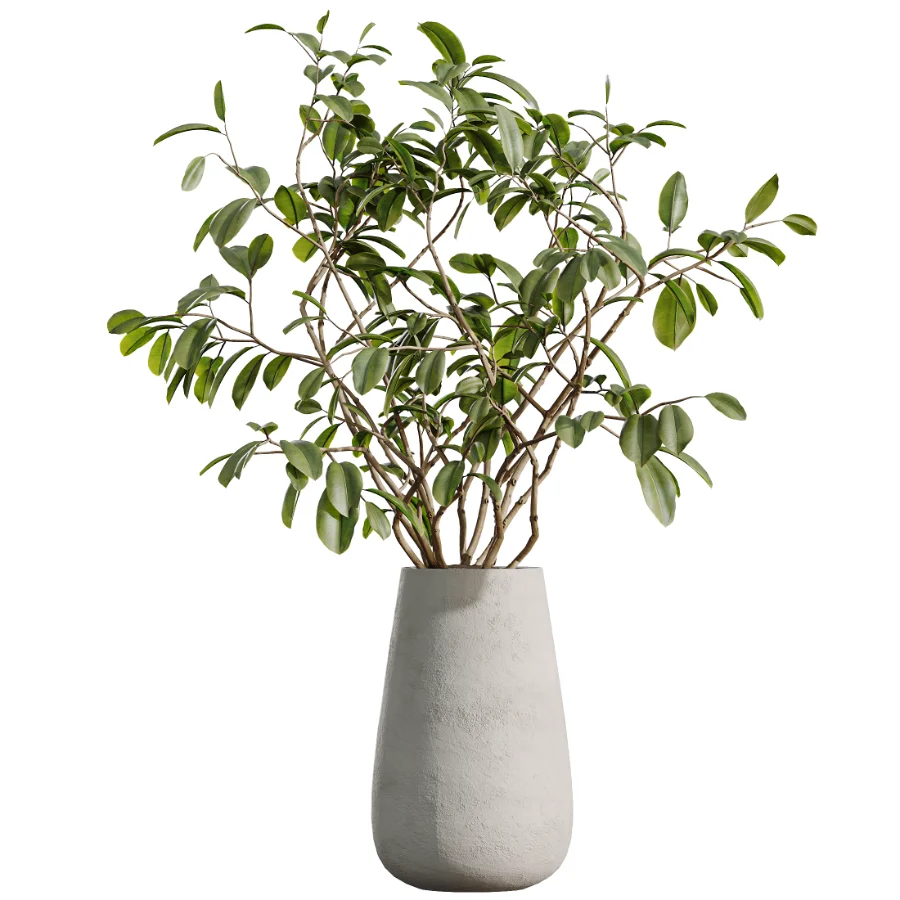AV Indoor Plants Set 527 Olive Lemon Dragon Ficus Dracaena Marginata - Image 5