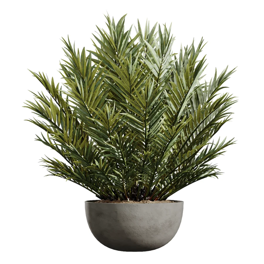 AV Indoor Plants Set 612 Ficus Aspidistra Palm Orange Calamondin Tree - Image 3
