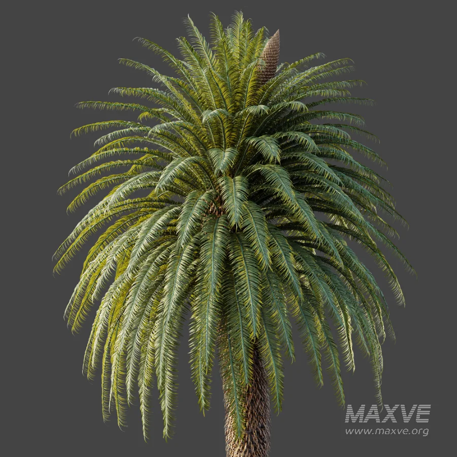 AV Plant Cycas Revoluta Palmfarn Palm Tree 01 - Image 6