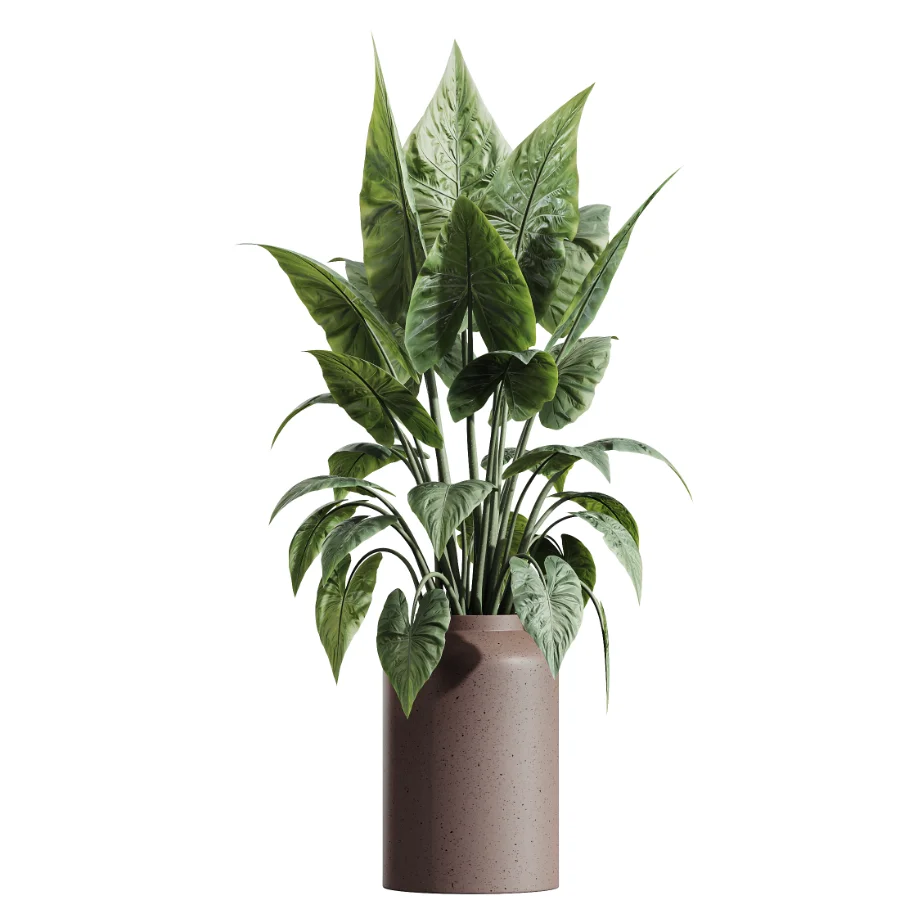 AV Indoor Plants Set 607 Yucca Alocasia Elefantenoh Ficus Marginata Ficus Fig - Image 2