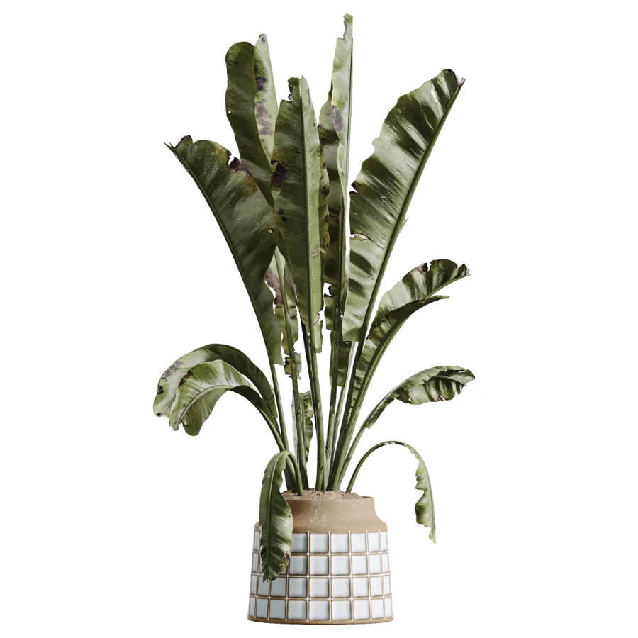 AV Indoor Plants Set 611 Banana Olive Briful Pachira Ficus Binnendijkii - Image 2