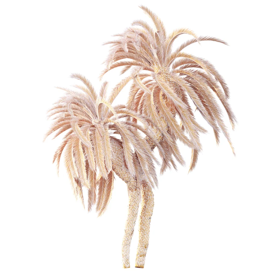 AV Plant Macrozamia Moorei Palm Tree 01 - Image 8