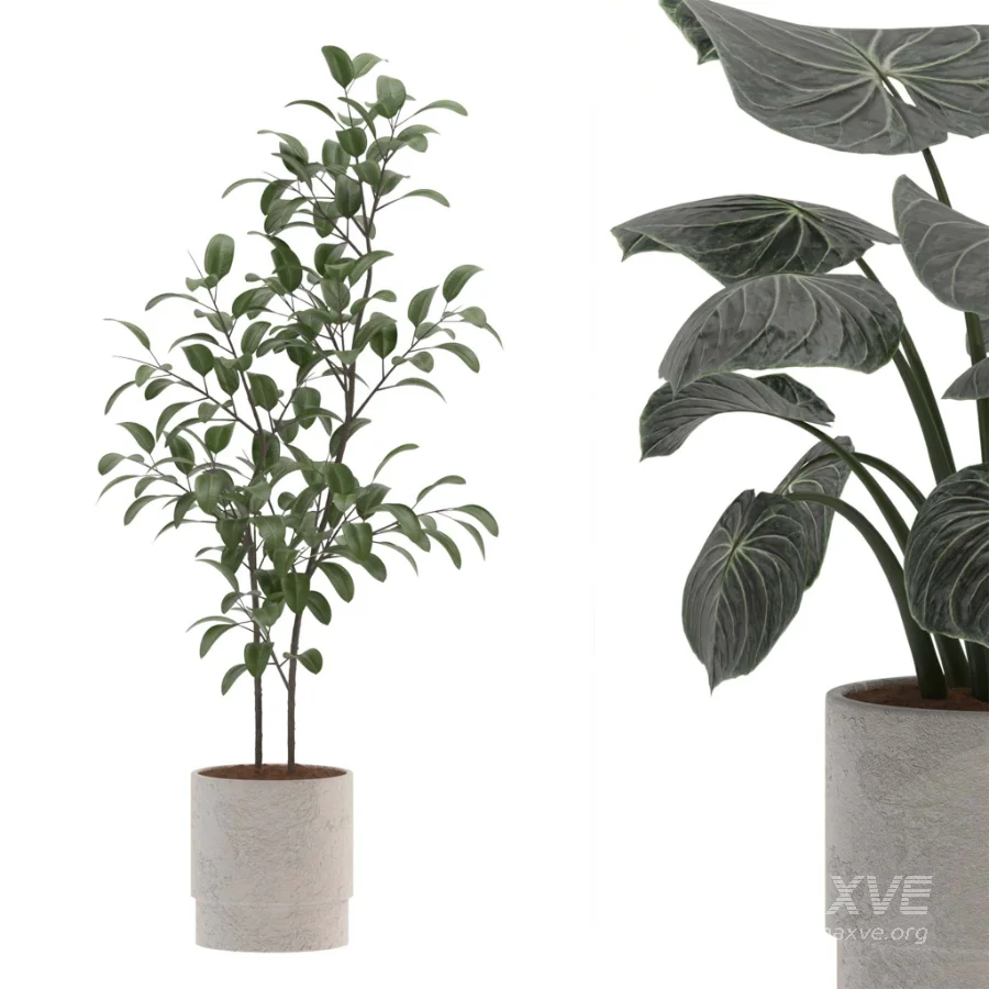 Ficus Benjamina- Monstera Plants-set027 - Image 4
