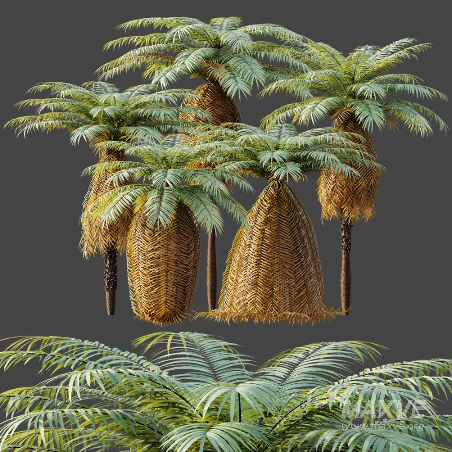AV Plant Brainea Insignis Fern 6 Palm Tree 01 - Image 8