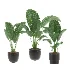 Alocasia Elephant Ear Plant Set - Thumbnail 1