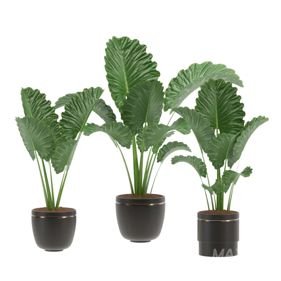 Alocasia Elephant Ear Plant Set - Image 1