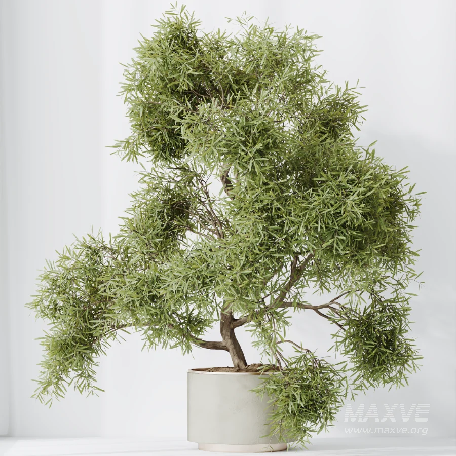 AV Indoor Plants Set 604 Banana Cyara Areca Palm Ficus microcarpa Olive - Image 1