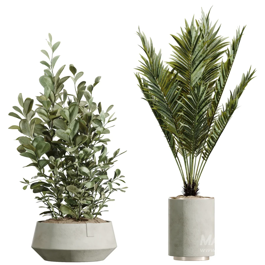 AV Indoor Plants Set 604 Banana Cyara Areca Palm Ficus microcarpa Olive - Image 7