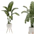 Plant-Collection-Set-Strelitzia-Nicolai-Bird-of-Paradise-Indoor-Plant - Thumbnail 1