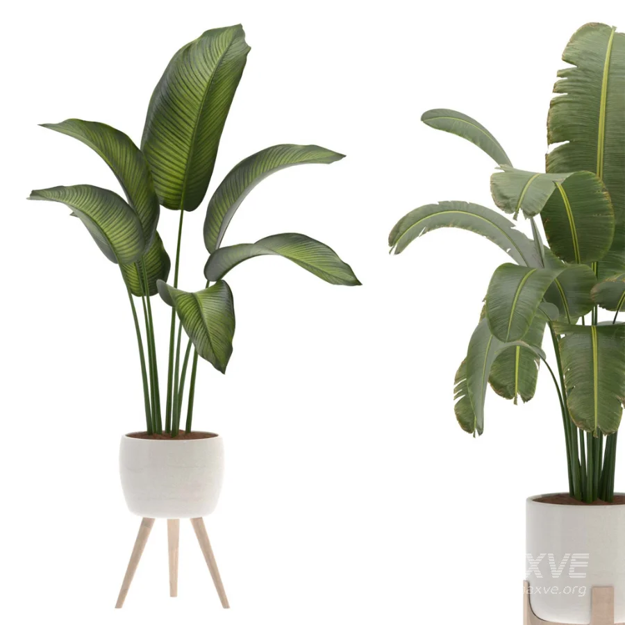 Plant-Collection-Set-Strelitzia-Nicolai-Bird-of-Paradise-Indoor-Plant - Image 1