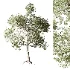 Tree 01 - Thumbnail 1