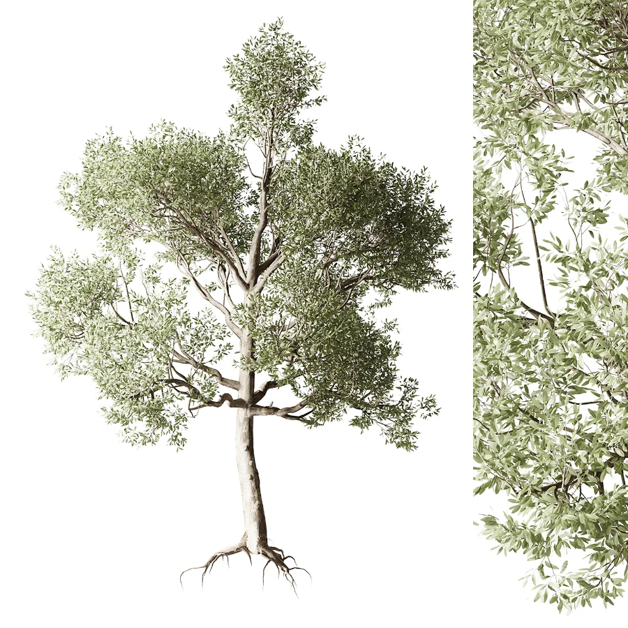 Tree 01 - Image 1
