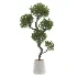 Ornamental Olive Tree-Twisted Trunk - Thumbnail 2