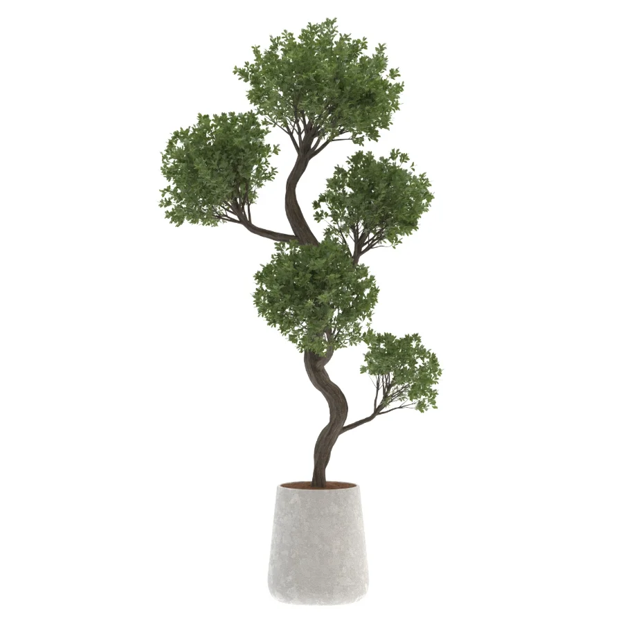 Ornamental Olive Tree-Twisted Trunk - Image 2