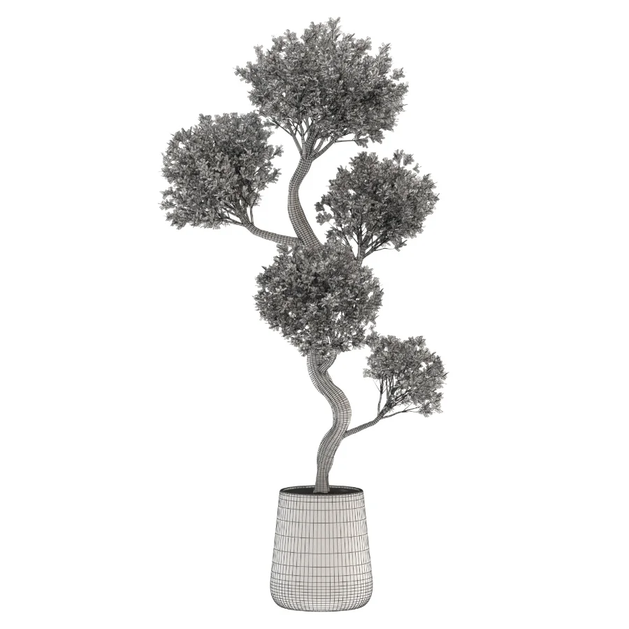Ornamental Olive Tree-Twisted Trunk - Image 3