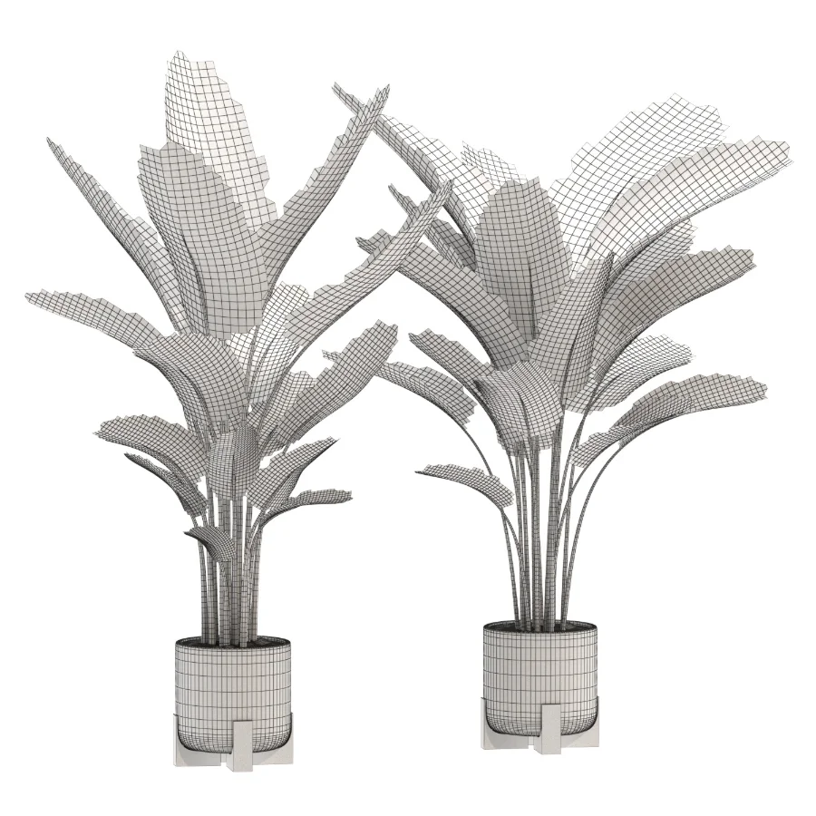 Strelitzia-Nicolai-Bird-Of-Paradise-Indoor-Plant-020 - Image 3