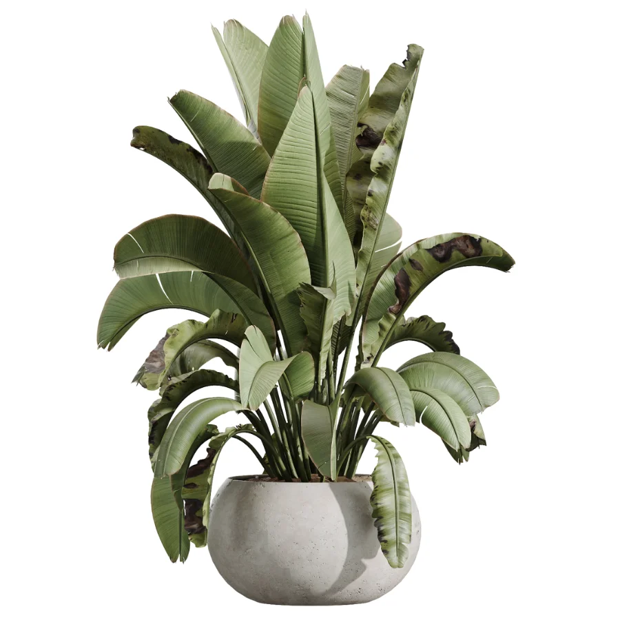 AV Indoor Plants Set 613 Olive Eucalyptus and Chemlali Olive and Ravenala Banana and Lemon Lime Cane - Image 5