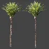AV Plant Phoenix Canariensis Palm Tree 01 - Thumbnail 5