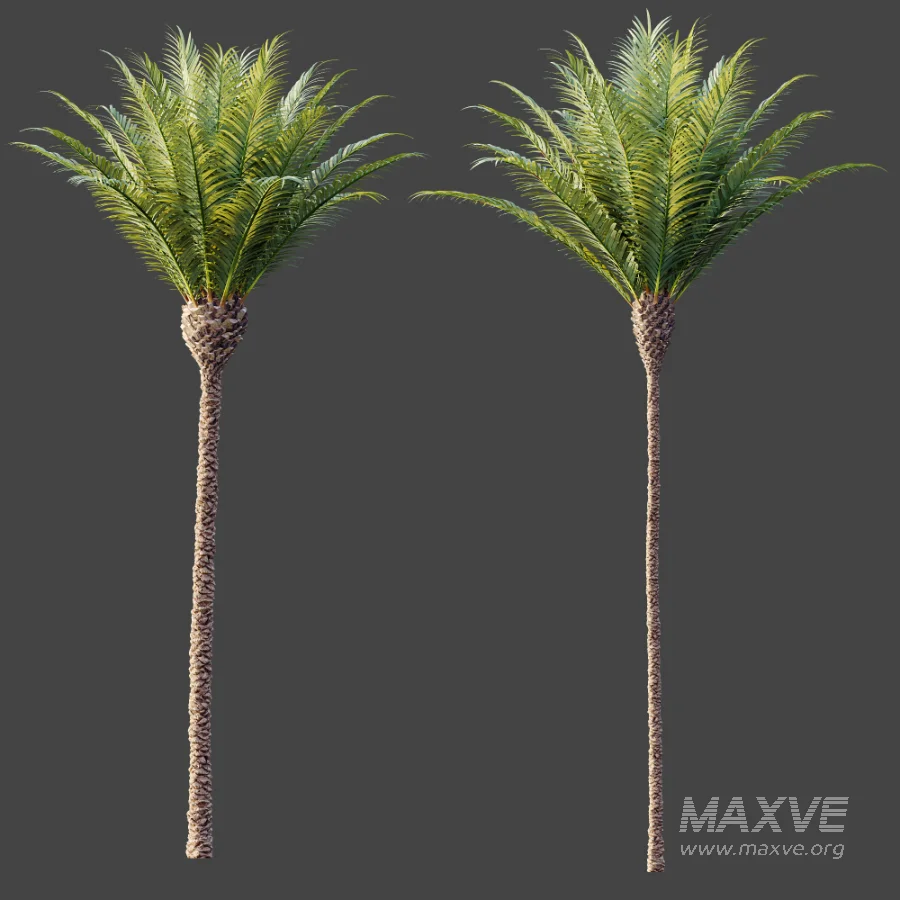 AV Plant Phoenix Canariensis Palm Tree 01 - Image 5