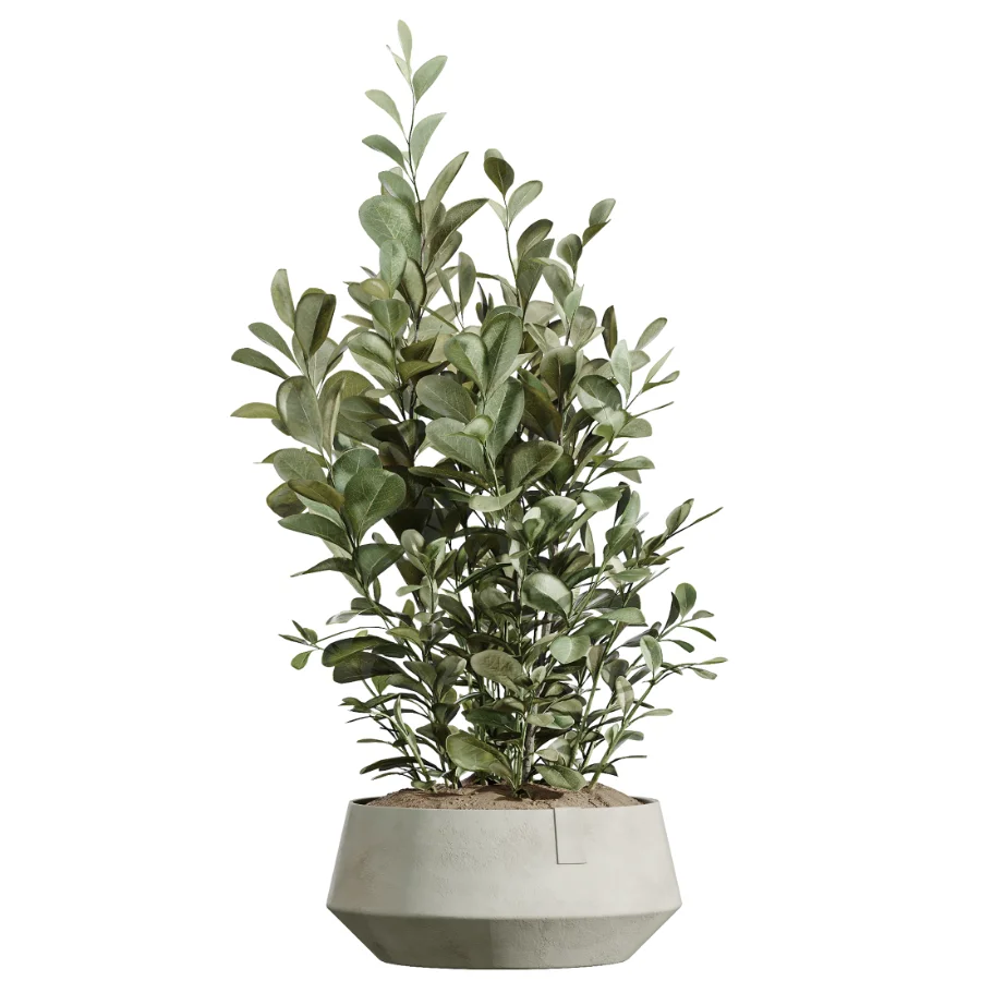 AV Indoor Plants Set 604 Banana Cyara Areca Palm Ficus microcarpa Olive - Image 3