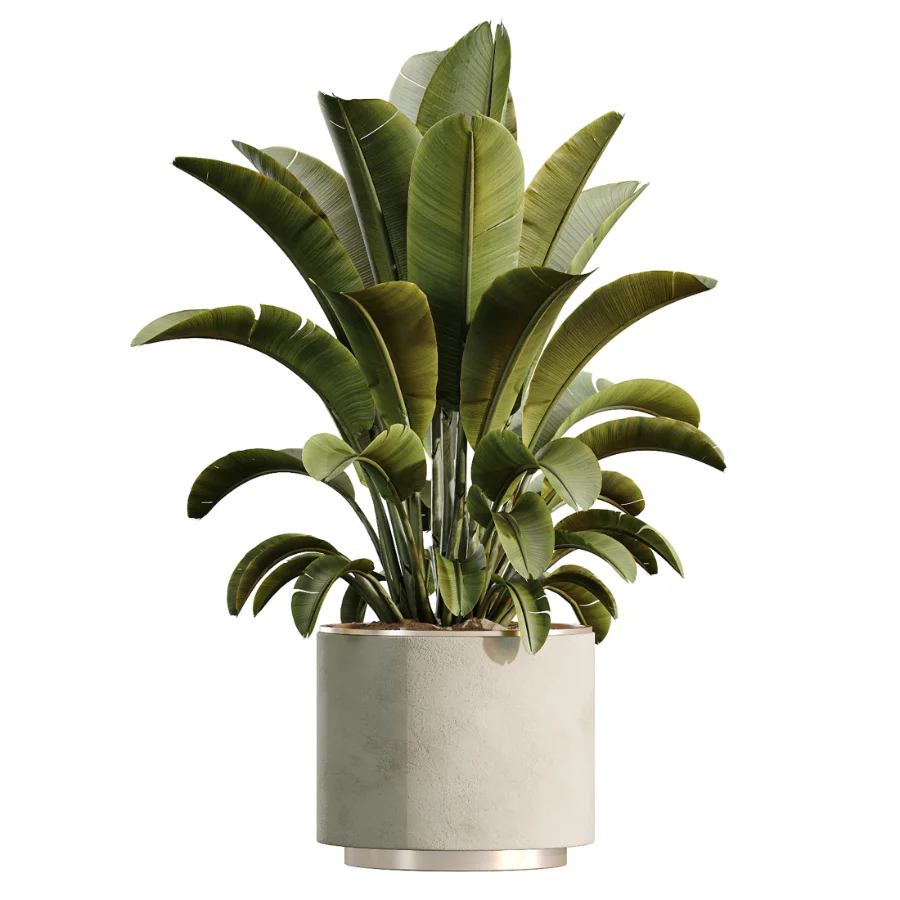 AV Indoor Plants Set 604 Banana Cyara Areca Palm Ficus microcarpa Olive - Image 4